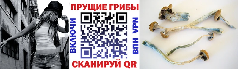наркошоп Ирбит Псилоцибиновые грибы прущие грибы